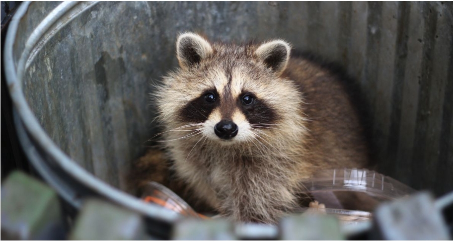 Raccoon Damage to Home