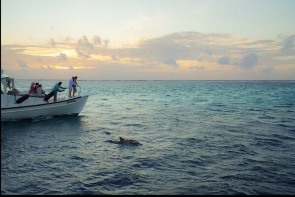 Dolphin Cruise Hilton Head Island