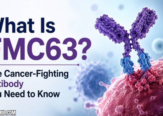 What Is FMC63? The Cancer-Fighting Antibody You Need to Know